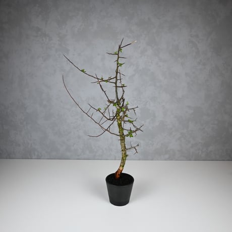 Commiphora myrrha / コミフォラ ミルラ 【微発根】