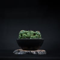 Euphorbia valida / ユーフォルビア バリダ 【発根済】【雌株】