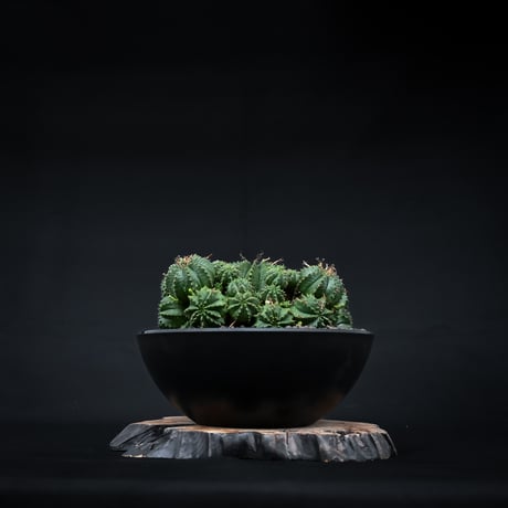 Euphorbia valida / ユーフォルビア バリダ 【発根済】【雌株】