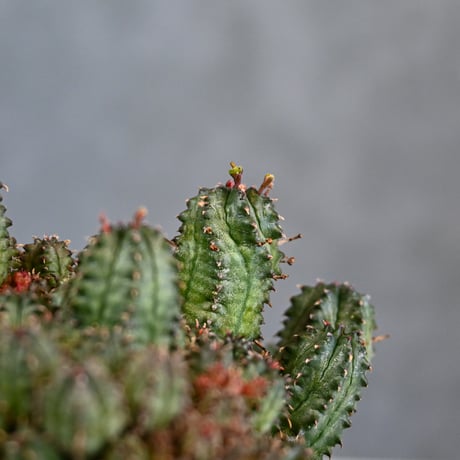 Euphorbia horrida f.monstrosa ' varietas ' / ユーフォルビア ホリダ 石化 (モンストローサ) 変異種 紅葉【実生】+ 信楽焼
