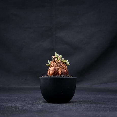 Ceraria pygmaea / ケラリア ピグマエア 【発根済】 [雌雄未判別]