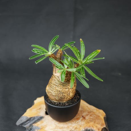Pachypodium rosulatum var. gracilius / パキポディウム グラキリス 【発根済】
