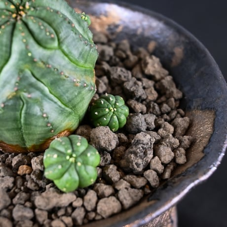 Euphorbia obesa hyb ’ Bonten ’ f. monstrosa  / ユーフォルビア オベサ 梵天 石化 【実生】 + 信楽焼