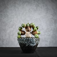 Euphorbia obesa hyb ( obesa x pseudoglobosa )/ ユーフォルビア オベサ ハイブリッド (オベサ x プセウドグロボーサ) 【実生】 + 信楽焼