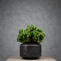 Euphorbia enopla f. monstrosa cristata / ユーフォルビア エノプラ 石化 綴化【実生】 + 信楽焼