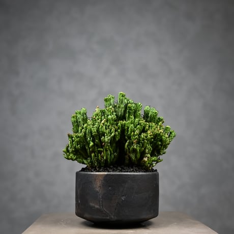 Euphorbia enopla f. monstrosa cristata / ユーフォルビア エノプラ 石化 綴化【実生】 + 信楽焼