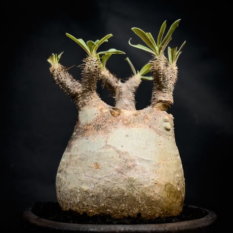 【Premium Line】 Pachypodium rosulatum var. gracilius / パキポディウム グラキリス 【微発根】+ 信楽焼