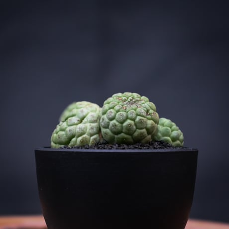 Larryleachia cactiformis / ラリレアキア カクティフォルメ 仏頭玉【発根済】