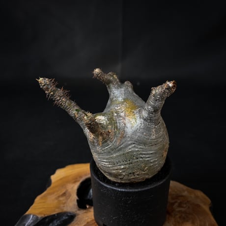 Pachypodium rosulatum var. gracilius / パキポディウム グラキリス 【微発根】