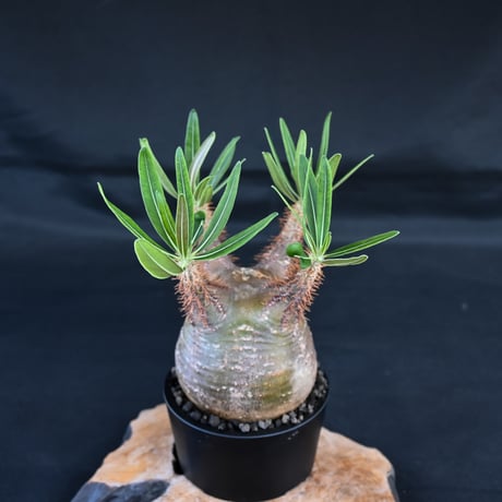Pachypodium rosulatum var. gracilius / パキポディウム グラキリウス (グラキリス)【微発根】