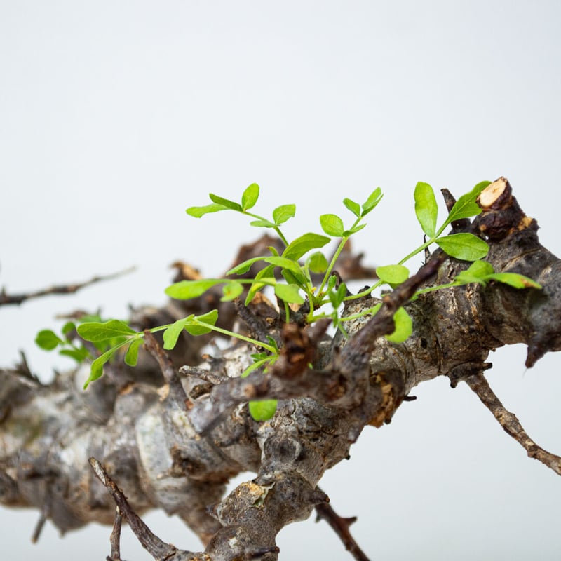 特大】Commiphora sp. somalia eyl / コミフォラ エイル (微発根 特大】Commiphora sp. somalia eyl / コミフォラ エイル (微発根