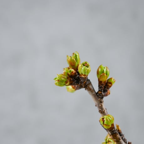 【桜盆栽】 Cerasus serrulata 'Asahiyama' / サクラ '旭山' (朝日山) / アサヒヤマ + 信楽焼