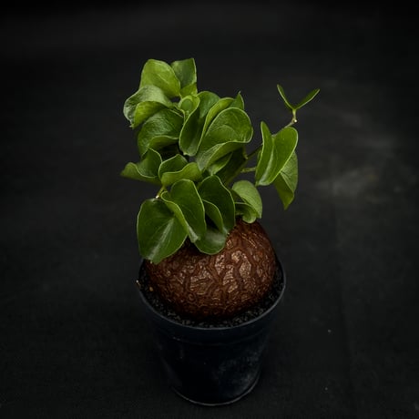 Dioscorea elephantipes / ディオスコレア エレファンティペス【 アフリカ 亀甲竜 】
