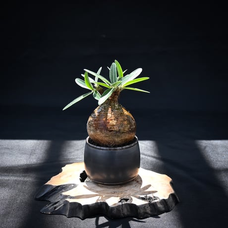 【Premium Line】 Pachypodium rosulatum var. gracilius / パキポディウム グラキリス 【発根済】 + Vintage 【後藤 瑞葉】