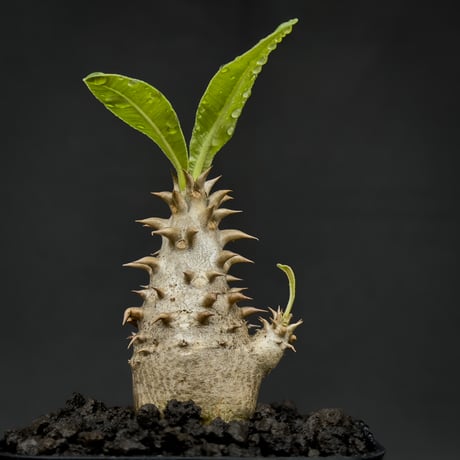 Pachypodium bicolor / パキポディウム ビカラー (バイカラー)【実生】