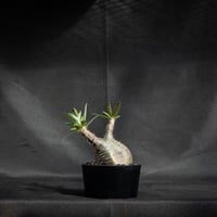 Pachypodium rosulatum var. gracilius / パキポディウム グラキリス 【発根済】