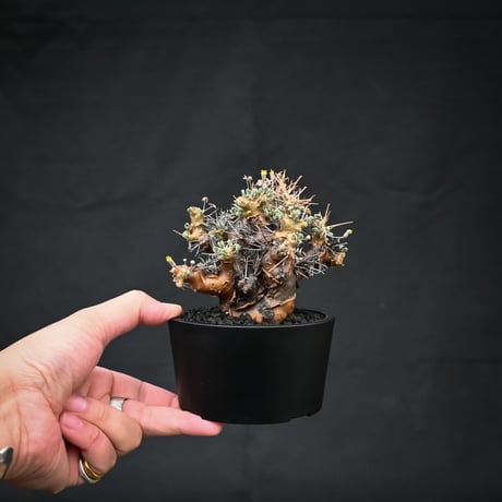 Othonna euphorbioides / オトンナ ユーフォルビオイデス (微発根)