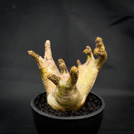 Pachypodium rosulatum var. makayense  / パキポディウム マカイエンセ 【微発根】