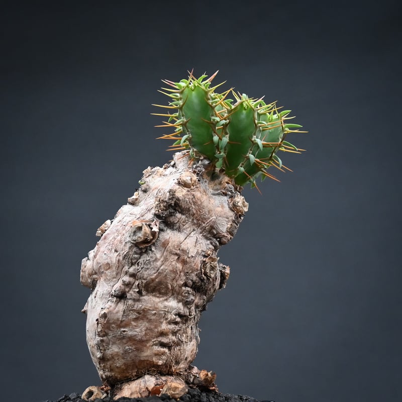 Euphorbia mlanjeana / ユーフォルビア ムランジーナ 【発根済