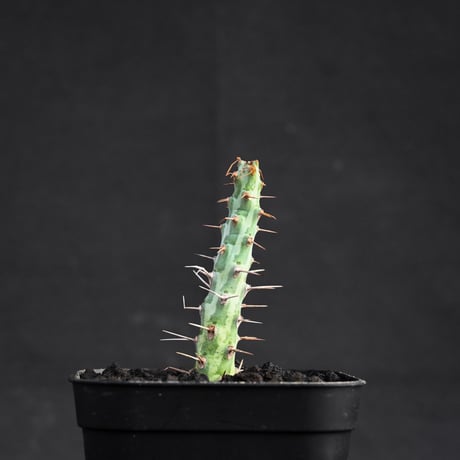 Euphorbia horwoodii / ユーフォルビア ホルウッディ 【挿木】