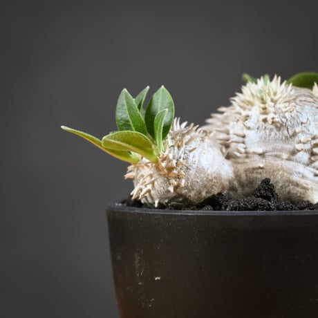 Pachypodium ' Densicaule ' / パキポディウム デンシカウレ 恵比寿大黒 (恵比須大黒)【実生】