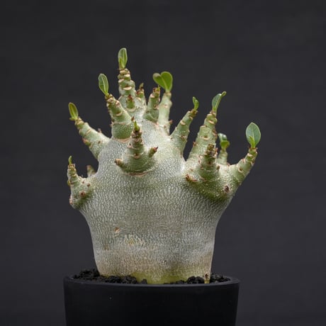 Adenium arabicum super dwarf / アデニウム アラビカム スーパードワーフ【微発根】