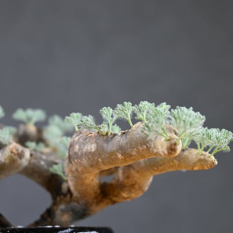 Monsonia multifida  (Sarcocaulon multifidum) / モンソニア ムルチフィダ (サルコカウロン ムルチフィズム) 【発根済】  + 万年青鉢