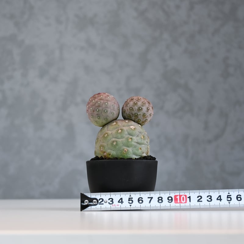 美株 テフロカクタス ゲオメトリクス 3玉 ミッキー型 鉢付き 美株