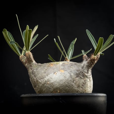 Pachypodium rosulatum var. gracilius / パキポディウム グラキリス 【微発根】