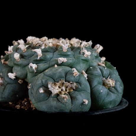 Lophophora fricii / ロフォフォラ 銀冠玉 (実生)