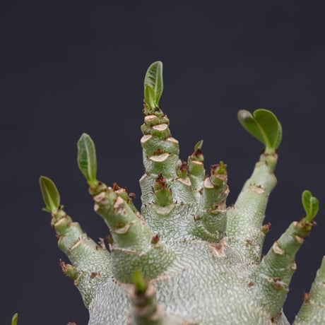 Adenium arabicum super dwarf / アデニウム アラビカム スーパードワーフ【微発根】