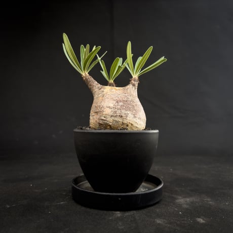 Pachypodium rosulatum var. gracilius / パキポディウム グラキリス 【微発根】