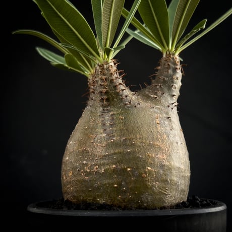 Pachypodium rosulatum var. gracilius / パキポディウム グラキリス 【微発根】