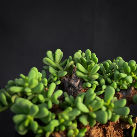 Ceraria pygmaea / ケラリア ピグマエア 【発根済】【雌雄未判別】