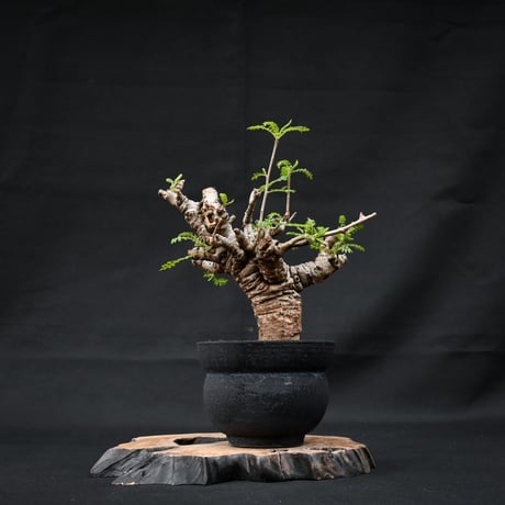 Boswellia neglecta / ボスウェリア ネグレクタ 【発根済】 +  信楽焼
