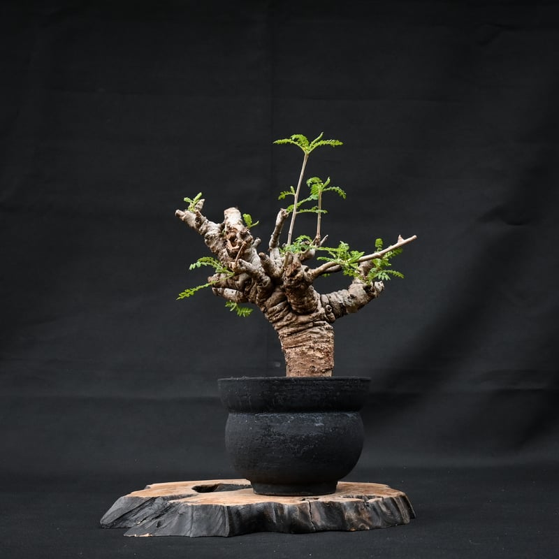 Boswellia neglecta / ボスウェリア ネグレクタ 【発根済】 + 信楽焼
