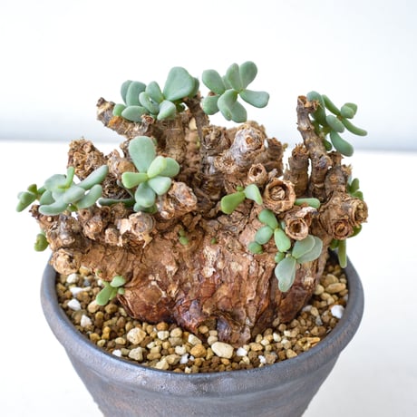【PL】Ceraria pygmaea / ケラリア ピグマエア + 信楽焼 (微発根) [雌雄未判別]