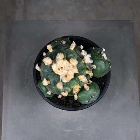Lophophora diffusa / ロフォフォラ ディフューサ 翠冠玉
