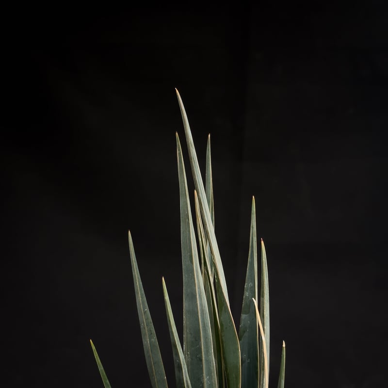 ドラセナシナバリ ドラセナ シナバリ | GREEN LUCK