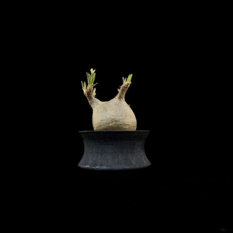 【Premium Line】 Pachypodium rosulatum var. gracilius / パキポディウム グラキリス 【微発根】+ 黒鉄【KUROGANE】