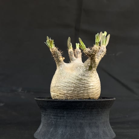 【Premium Line】 Pachypodium rosulatum var. gracilius / パキポディウム グラキリス 【微発根】+ 黒鉄【KUROGANE】