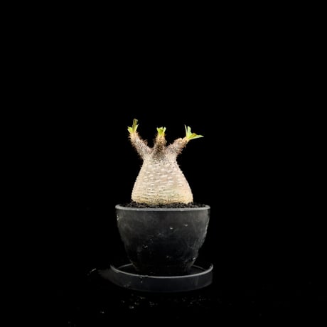 Pachypodium rosulatum var. gracilius / パキポディウム グラキリス 【微発根】
