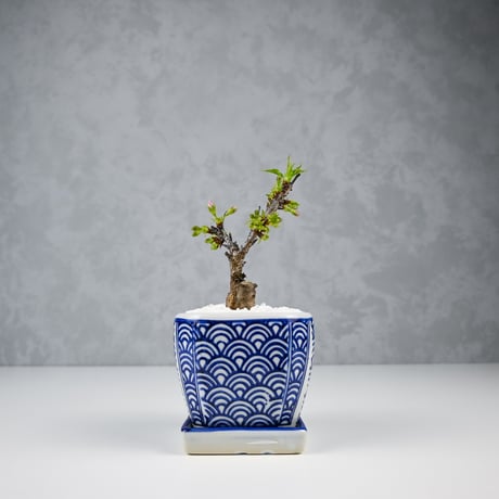 【桜盆栽】 Cerasus serrulata 'Asahiyama' / サクラ '旭山' (朝日山) / アサヒヤマ + 信楽焼