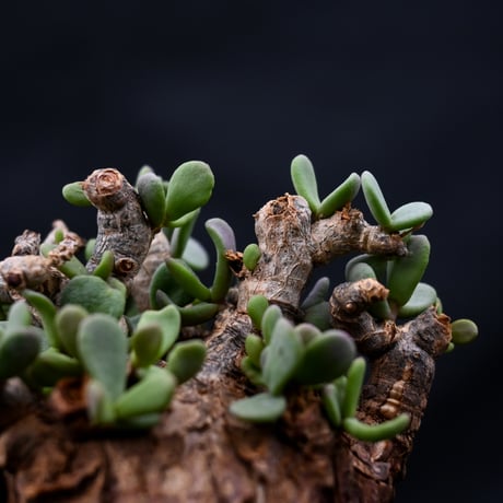 Ceraria pygmaea / ケラリア ピグマエア 【発根済】 [雌雄未判別]