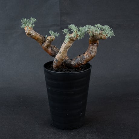 Monsonia multifida  (Sarcocaulon multifidum) / モンソニア ムルチフィダ (サルコカウロン ムルチフィズム) 【微発根】