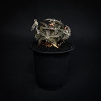 Euphorbia tulearensis / ユーフォルビア トゥレアレンシス 【発根済】