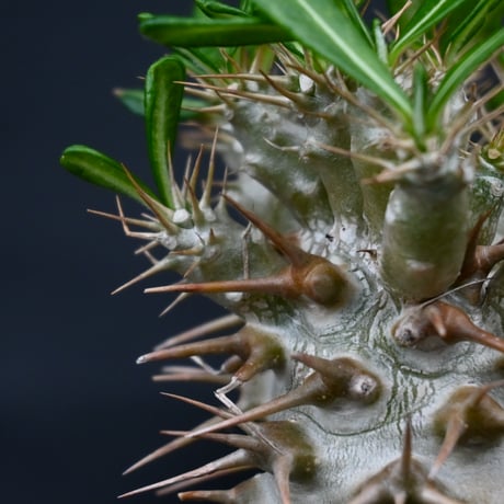 Pachypodium ambongense / パキポディウム アンボンゲンセ 【実生】 + 信楽焼