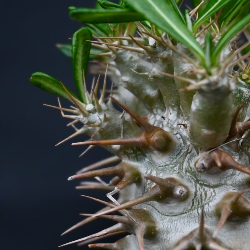 Pachypodium ambongense / パキポディウム アンボンゲンセ Pachypodium ambongense / パキポディウム アンボンゲンセ