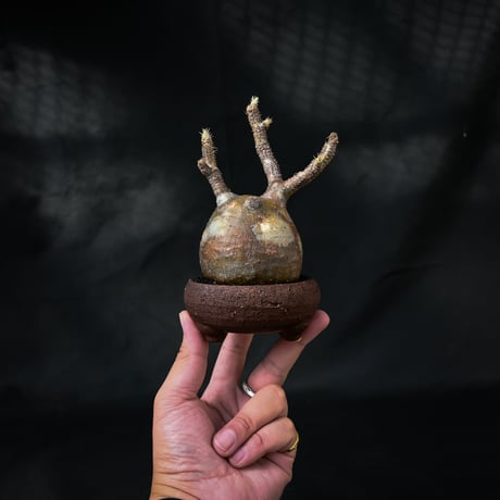 Pachypodium rosulatum var. gracilius / パキポディウム グラキリス 【微発根】