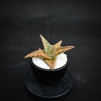 Aloe hybrid / アロエ ハイブリッド【微発根】